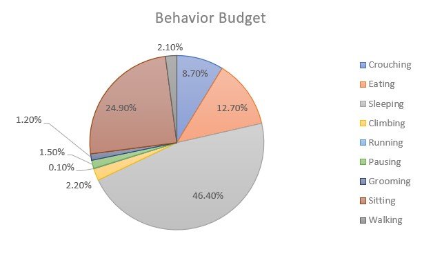 Figure 1: Behavior Budget for Matschie's Tree Kangaroo