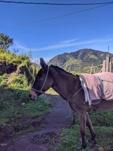 A mule in profile with rope harness and pink blanket.